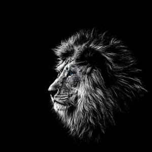 Meet your Posher, Teddy